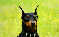 Un chien Dobermann assis dans un champ avec une herbe devant l'oeil