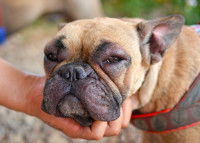 Un chien Boxer avec le visage et les yeux gonflés à cause d'une allergie