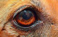 Vue proche d'un oeil de chien et de ses cils