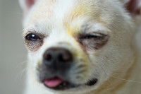 Un Chihuahua avec un oeil fermé à cause d'une conjonctivite