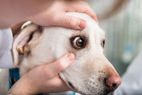 Un vétérinaire observe l'oeil d'un chien Labrador