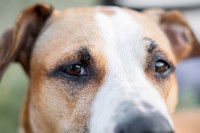 Vue proche des yeux d'un chien