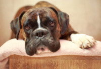 Un Boxer fatigué allongé sur une couverture rose