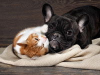Un Bouledogue Français et un chat jouent ensemble