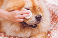 Une femme nettoie les yeux de son Chow Chow avec un coton