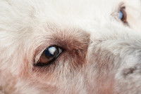 Vue proche des yeux d'un chien