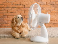Un chien se rafraîchit avec un ventilateur