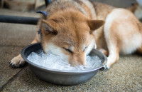 Un Shiba Inu se rafraîchit avec des glaçons