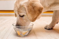 Un chien boit de l'eau dans une gamelle en verre