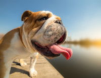 Un chien a chaud et halète en plein été
