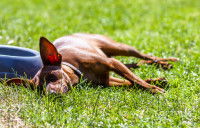 Un petit chien allongé en plein soleil