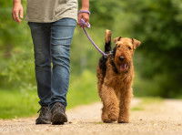 Un maître et son chien Airedale en promenade au soleil