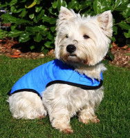 Un chien équipé d'un manteau rafraîchissant