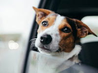 Un chien passe la tête par la fenêtre de sa voiture