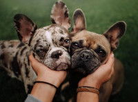 Deux chiens brachycéphales et leur maîtresse