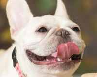 Vue proche d'un Bouledogue Français