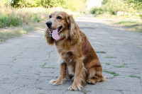 Un chien de type Cocker semble avoir chaud dans le jardin