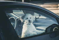Un chien de type bichon enfermé dans une voiture au soleil