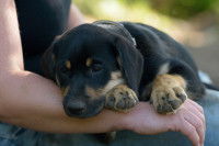 Un chiot fatigué allongé sur les genoux de sa maîtresse