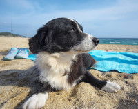 Un chien peut-il avoir un coup de soleil ?