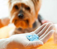 Que faire si mon chien a un coup de soleil ?