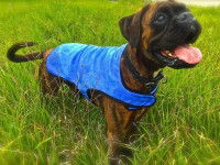 Un chien porte un manteau rafraîchissant