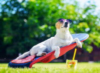 Utiliser de la crème solaire pour chien