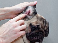 Les risques à court terme