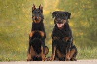 Un Beauceron aux oreilles coupées et un Rottweiler assis dans un parc