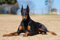 Un Dobermann allongé sur le sable