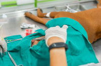 Un vétérinaire en train d'opérer un chien