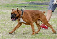 Un chien Boxer avec les oreilles coupées est tenu en laisse