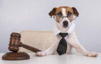 Un Jack Russell déguisé en juge