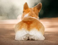 Un chien Corgi vu de dos, avec la queue coupée