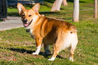 Un chien Corgi avec une queue écourtée