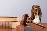 Image amusante d'un chien avec des lunettes devant un marteau de juge