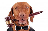 Un chien avec un marteau de juge dans la gueule