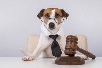 Un Jack Russell habillé en juge et assis devant un marteau de justice