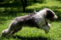 Un chien de berger avec la queue coupée court dans le jardin
