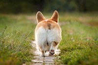 Un Corgi avec la queue coupée vu de dos dans un jardin