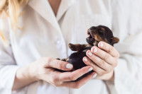 Une femme tient un très jeune chiot dans ses bras