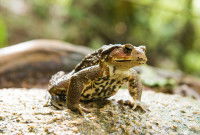 Un crapaud marche dans un jardin