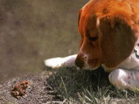 Un Beagle observe un petit crapaud dans l'herbe