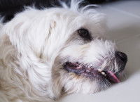 Un chien malade couché sur le côté