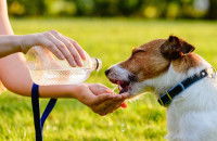 Une femme rince la gueule de son chien avec de l'eau