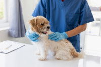 Un vétérinaire examine un petit chien