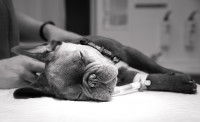 Un chien inconscient chez un vétérinaire