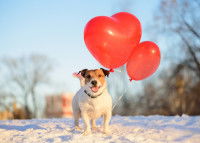 Un chien heureux avec des ballons en forme de coeur