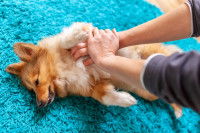 Un homme fait un massage cardiaque à son chien