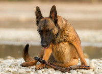 Un chien a du mal à respirer